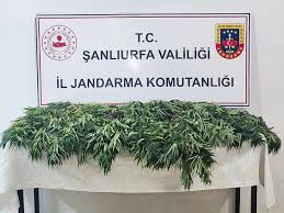  Şanlıurfa İl Jandarma Komutanlığı Bir opersayon daha !